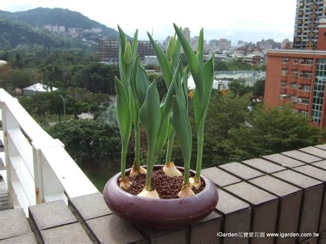 鬱金香種植水耕